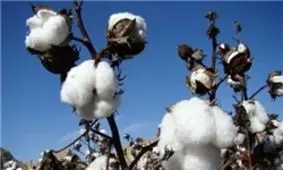 بذر سویا به جهاد کشاورزی رسید/ توزیع بذر پنبه تا پایان برداشت گندم ادامه دارد