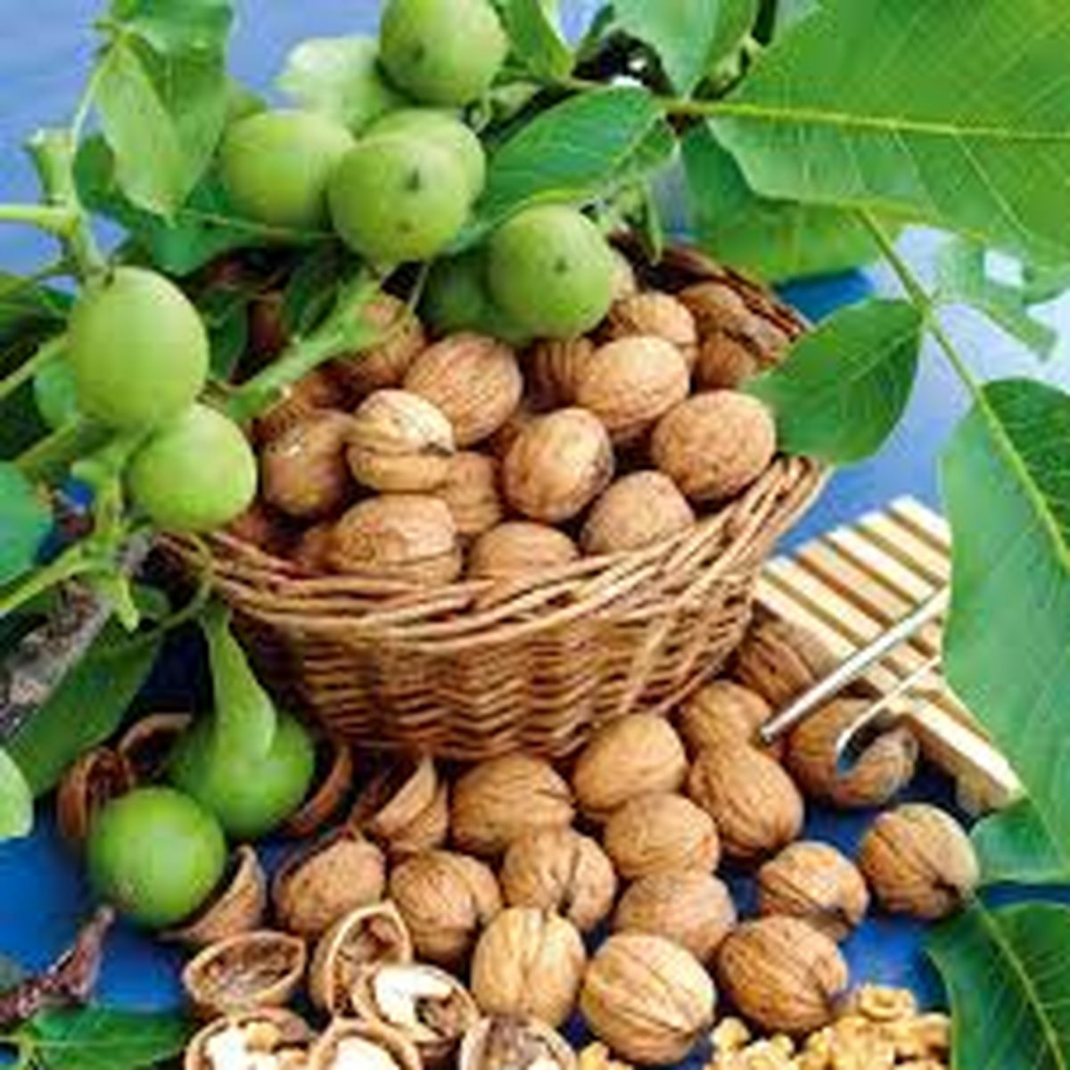 با مصرف گردو، سالمندی سالمتری داشته باشید