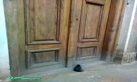 موشی منتظر صاحبخانه !+ تصویر