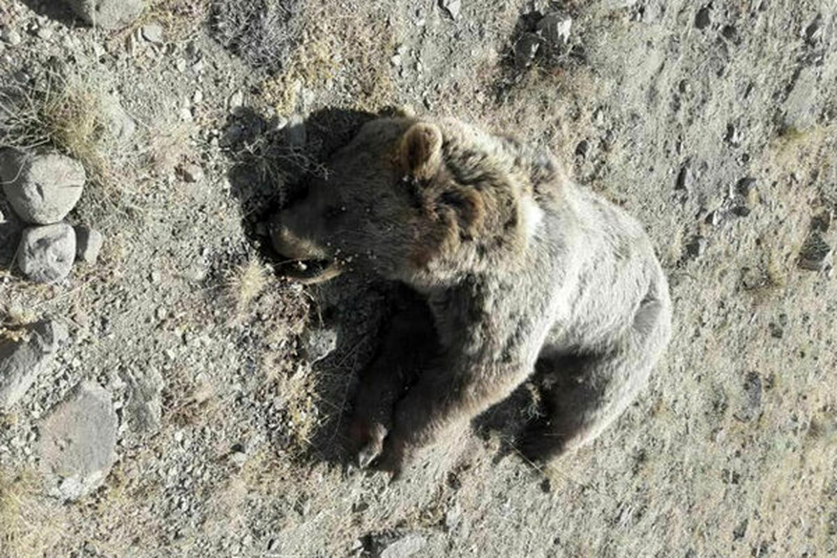 یک خرس قهوهای در یکی از توابع مشگین شهر زجرکش شد