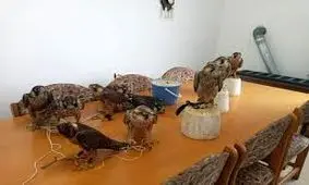 قاچاقچیان پرندگان شکاری در شرق مازندران دستگیر شدند