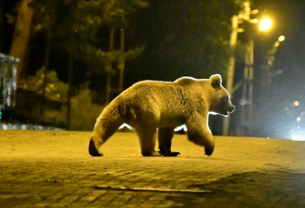 عکس/ ورود یک خرس به شهر