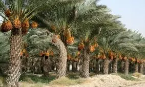 افزایش تولید خرما در استان بوشهر