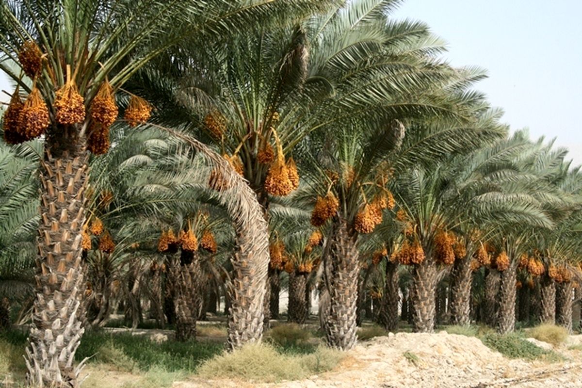 افزایش تولید خرما در استان بوشهر