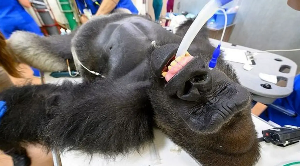 تصاویری دیدنی از انجام آزمایش کرونا بر روی یک گوریل در آمریکا