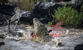 مهارت یک عکاس در ثبت تصاویری از لحظه هولناک شکار گورخر توسط کروکودیل