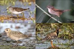 ۳۰ گونه پرنده جدید در چهارمحال و بختیاری ثبت شد‌