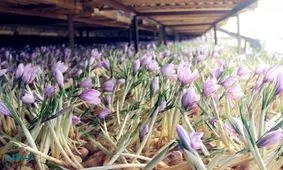 زعفران بازهم گران شد