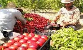 آغاز برداشت شلیل در چهارمحال بختیاری