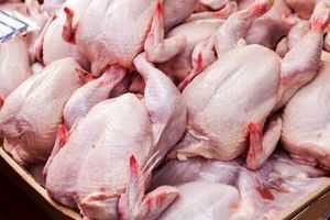 سالانه ۷۰هزار تن گوشت مرغ در قزوین تولید می‌شود