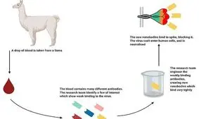 آنتی‌بادی خون شتر بی‌کوهان ویروس کرونا را خنثی می‌کند