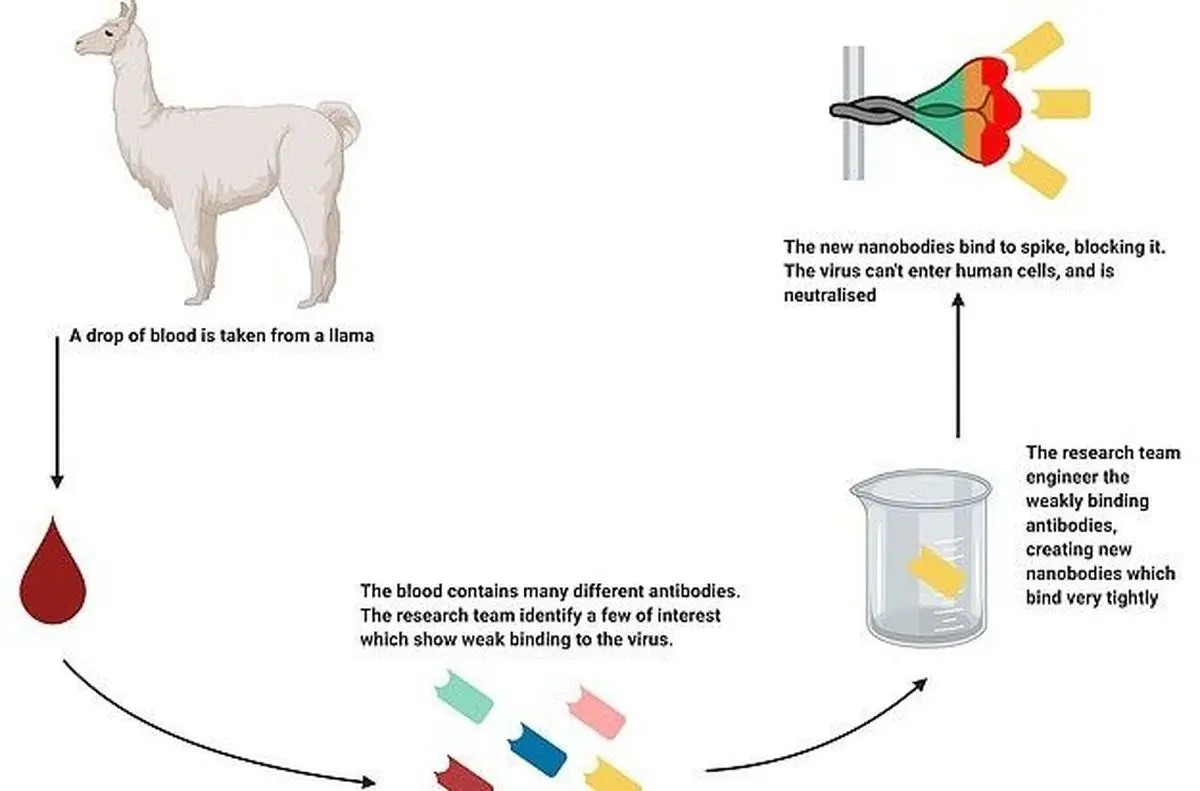 آنتی‌بادی خون شتر بی‌کوهان ویروس کرونا را خنثی می‌کند