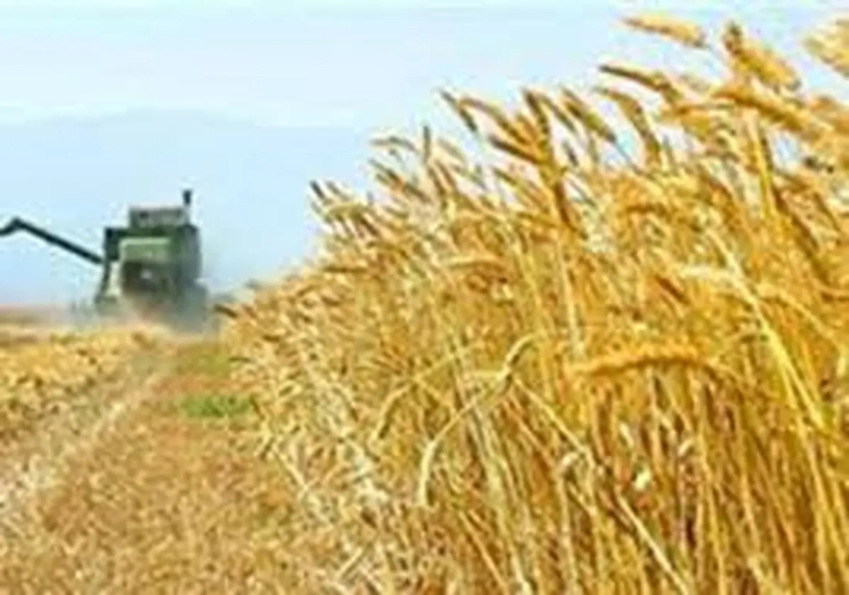 خرید ۳۲۰ هزار تن گندم مازاد بر نیاز از کشاورزان لرستانی