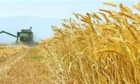 خرید ۳۲۰ هزار تن گندم مازاد بر نیاز از کشاورزان لرستانی