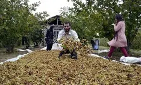 بیش از ۲۱ هزار تن فندق از باغات گیلان برداشت می شود