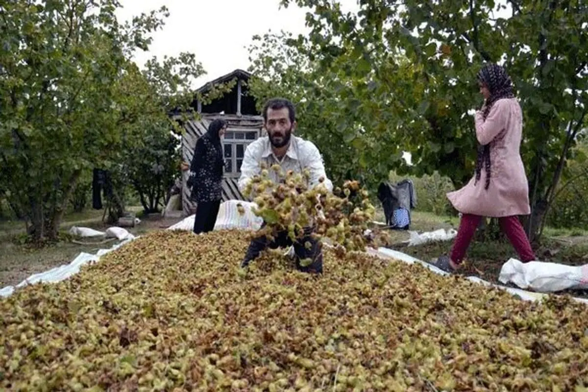بیش از ۲۱ هزار تن فندق از باغات گیلان برداشت می شود