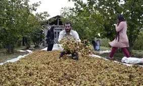 بیش از ۲۱ هزار تن فندق از باغات گیلان برداشت می شود