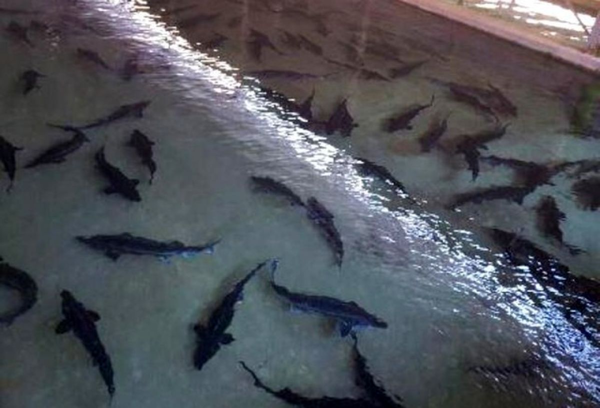 پرورش ماهی خاویار در آب قنوات سبزوار اجرایی شد
