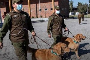 سگ های پلیس شیلی برای تشخیص ویروس کرونا تربیت میشوند