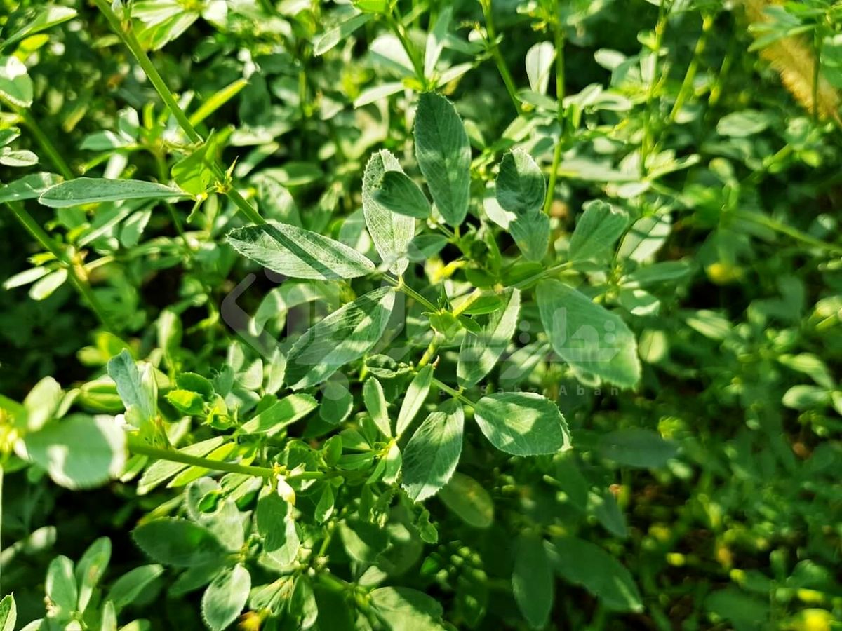 مصوبه عجیب شورای شهر زابل