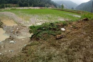 خسارت سیل به ۵۰۰ هکتار زمین کشاورزی گلستان