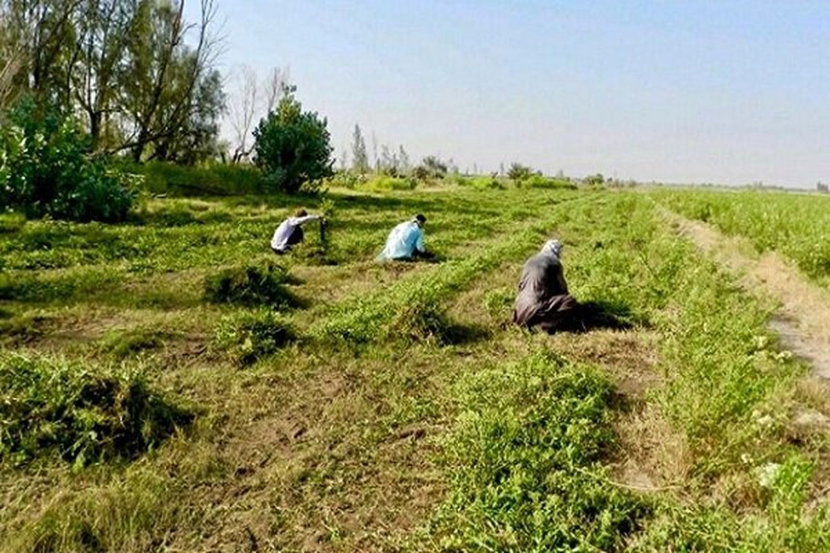 بیشاز پنج هزار تن حنا در دلگان برداشت شد