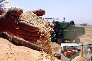 ۱۴۰ هزار تن گندم از کشاورزان استان همدان خریداری شده است