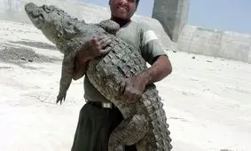 ۲۰ سر تمساح در روستاهای منطقه سرباز زنده گیری شده است