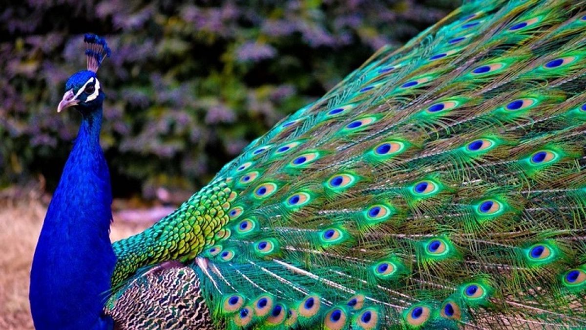 طاووس مزاحم در کانادا دستگیر شد