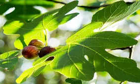 آغاز برداشت انجیر از باغ‌های اندیکا