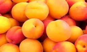 آغاز برداشت زردآلو از ۲۷۰۰ هکتار از باغات شهرستان مرند