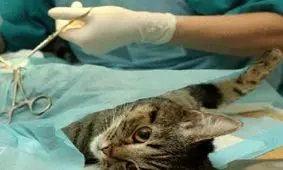 یکی به داد این حیوانات برسد!