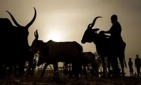 سلاح بدهید، گاو بگیرید!