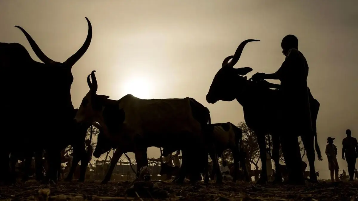 سلاح بدهید، گاو بگیرید!