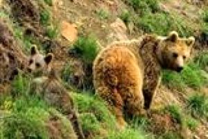 کمیته حفاظت از خرس های ایران عضو داوطلب می پذیرد