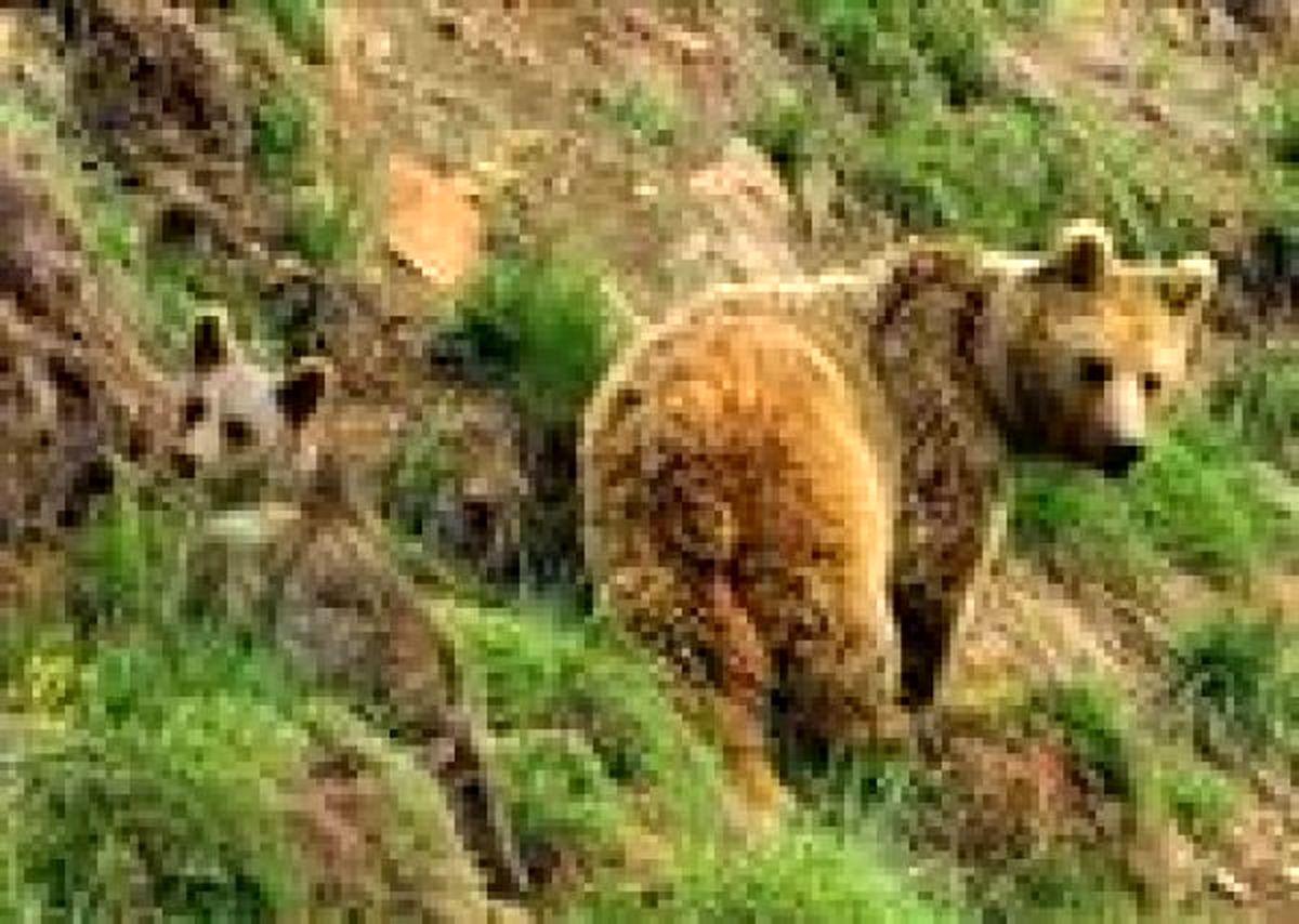 کمیته حفاظت از خرس های ایران عضو داوطلب می پذیرد