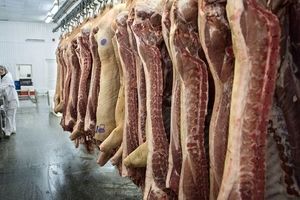 ماجرای توزیع و فروش گوشت سگ در ماهان کرمان کذب محض است