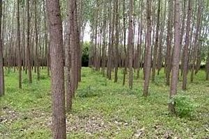 توسعه زراعت چوب در مازندران