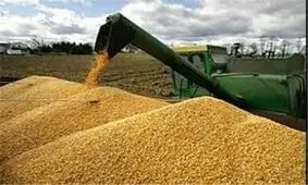 خریداری ۱۸ هزار تن بذر گندم در لرستان