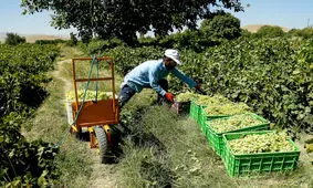 آغاز برداشت انگور از ۳ هزار هکتار از باغات رباط کریم