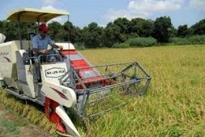 نخستین برداشت مکانیزه برنج در استان گیلان انجام شد