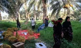 آغاز برداشت رطب از نخلستان‌های شادگان