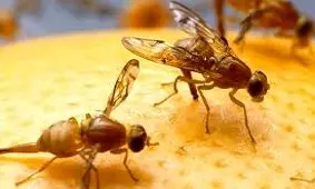 کمین مگس میوه برای حمله به نارنگی پیش‌رس در مازندران