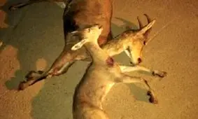 دستگیری ۳ شکارچی غیر مجاز در کهگیلویه و بویراحمد