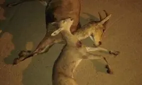 دستگیری ۳ شکارچی غیر مجاز در کهگیلویه و بویراحمد