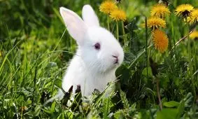 صدای آرامش بخش و درمانگر میوه خوردن خرگوش / ویدئو