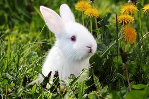 صدای آرامش بخش و درمانگر میوه خوردن خرگوش / ویدئو