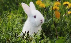 صدای آرامش بخش و درمانگر میوه خوردن خرگوش / ویدئو