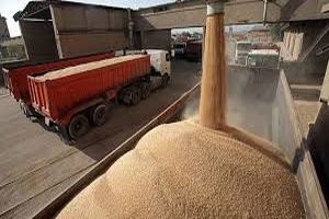 خریداری ۱۰ هزار تن گندم از کشاورزان شهرستان بهار