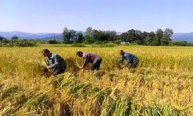 شالیکاران گیلانی هنگام درو محصول کرونا نگیرند